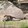 A large tortoise eating grass in an enclosure